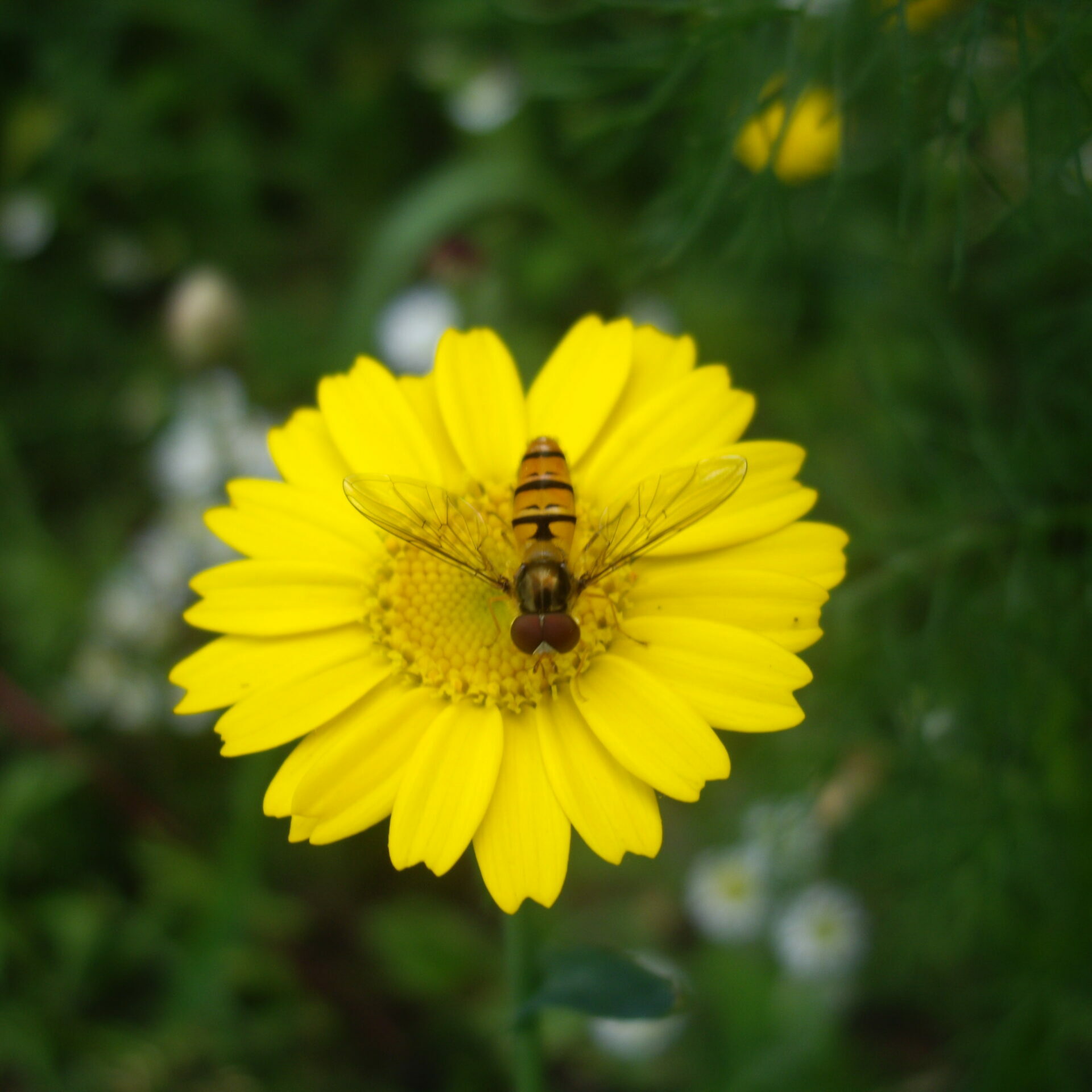 Pyjamazweefvlieg - CHECKEN - Heem - Gemeente Boxtel (2)